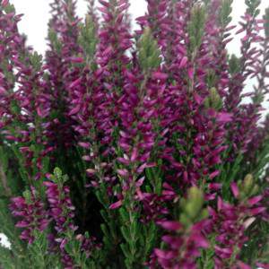 Erica Calluna fuchsia flowers