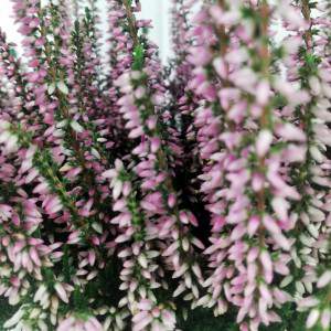 Erica Calluna rosa Blumen