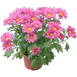 Chrysantheme - Chrysanthemum indicum Vase 12-20cm