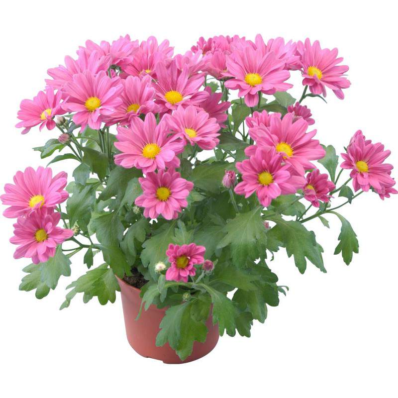 Chrysanthème - Vase Chrysanthemum...