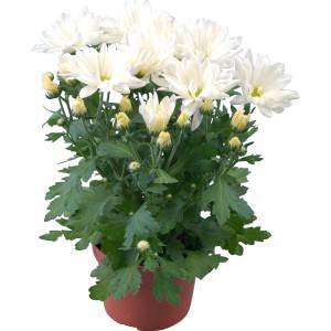 Crisantemo -  Chrysanthemum...