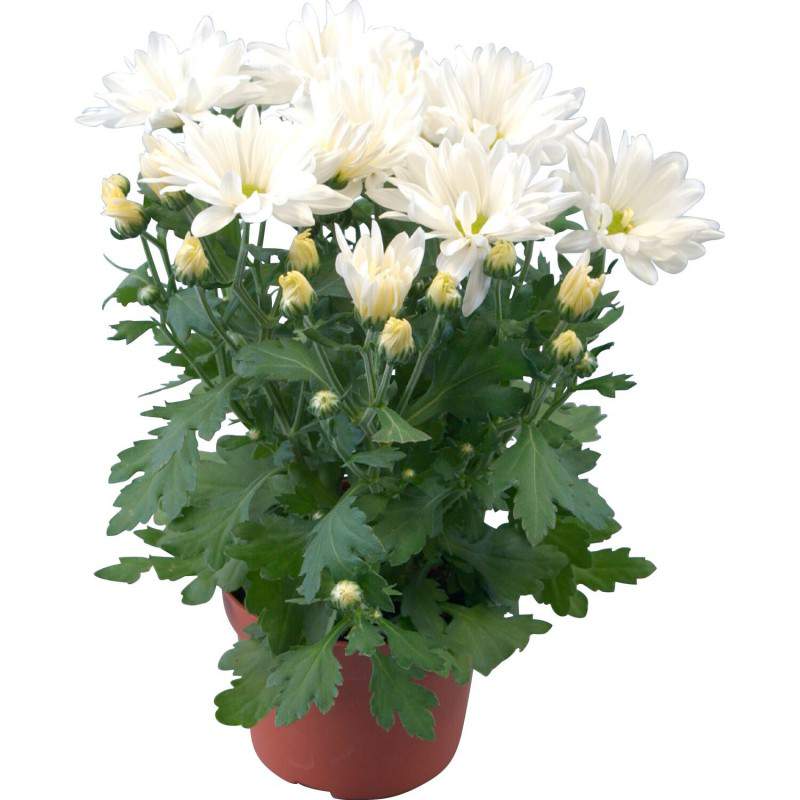 Crisantemo - Chrysanthemum... Crisantemo - Chrysanthemum...