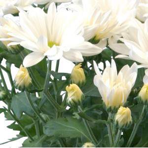 Chrysantheme -...