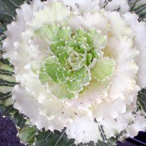 BRASSICA EN POT