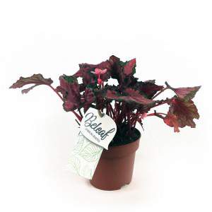 Begonia rex vaas 12 bladeren roze