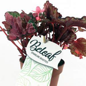 Begonia rex vaas 12 bladeren roze