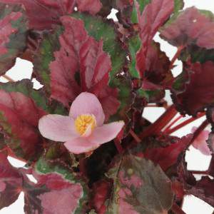 Begonia rex vaas 12 bladeren roze