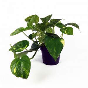 POTHOS EPIPREMNUM AUREUM eller SCINDAPSUS AURENM