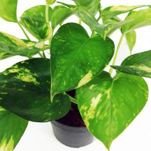 POTHOS EPIPREMNUM AUREUM lub SCINDAPSUS AURENS