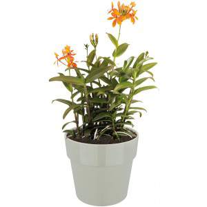 Elho B.for Original Round Mini Flower Pot, Warm Gray, 11 cm