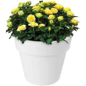 Elho Flower Pot Green Basics top Planter 23cm in Active Black, 23x23x19 cm