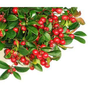 GAULTHERIA vaso 13