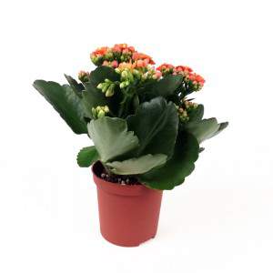 Flor de naranja Kalanchoe