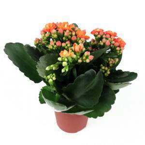 Kalanchoe blossfeldiana flowerpot 9 cm