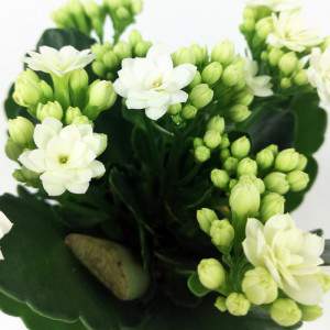 Kalancoe calandiva fiore bianco