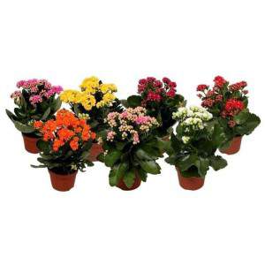 Kalanchoe Mix