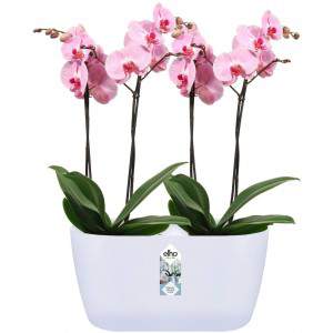 Elho Brussels Orchid Duo 25 - Blumentopf - zartes Rosa - Innen - Ø 25 x H 12,6 cm