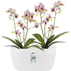 Elho Brussels Orchid Duo 25 - Doniczka - Delikatny Różowy - Wewnątrz - Ø 25 x W 12,6 cm