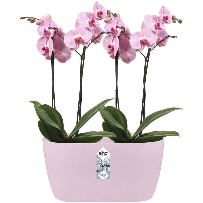 Elho Brussels Orchid Duo 25 - Pot de fleurs - Rose pâle - Intérieur - Ø 25 x H 12,6 cm
