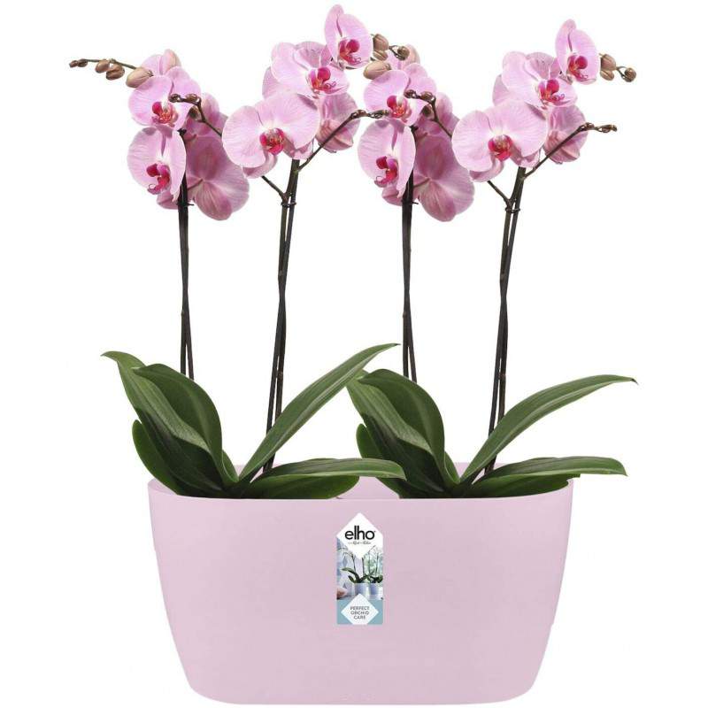 Elho Brussels Orchid Duo 25 - Flowerpot - Soft Pink - Indoor - Ø 25 x H 12.6 cm Elho Brussels Orchid Duo 25 - Flowerpot - Soft Pink - Indoor - Ø 25 x H 12.6 cm