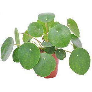 Pilea peperomioides eller kinesisk myntväxt