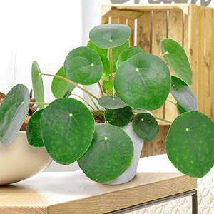 Pilea- pianta delle monete cinese