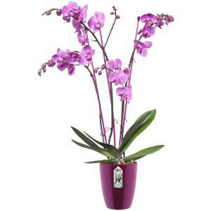 Elho Brussels Diamond Orchid High 12,5 - Pot de fleurs - Rose pâle - Intérieur - Ø 12,7 x H 15,2 cm