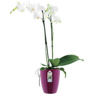 Elho Brüssel Diamond Orchid High 12,5 - Blumentopf - zartes Rosa - Innen - Ø 12,7 x H 15,2 cm
