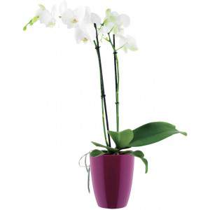 Elho Brussels Diamond Orchid High 12,5 - Bloempot - Zacht Roze - Binnen - Ø 12,7 x H 15,2 cm