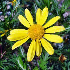 Euryops Chrysanthemoides Pectinatus - Daisy of Paris