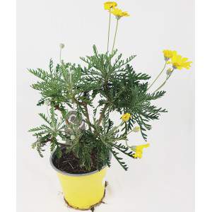 Euryops Chrysanthemoides pectinatus roślina