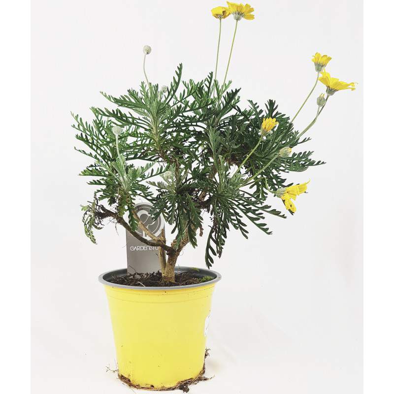 Euryops Chrysanthemoides Pectinatus - Gänseblümchen von Paris