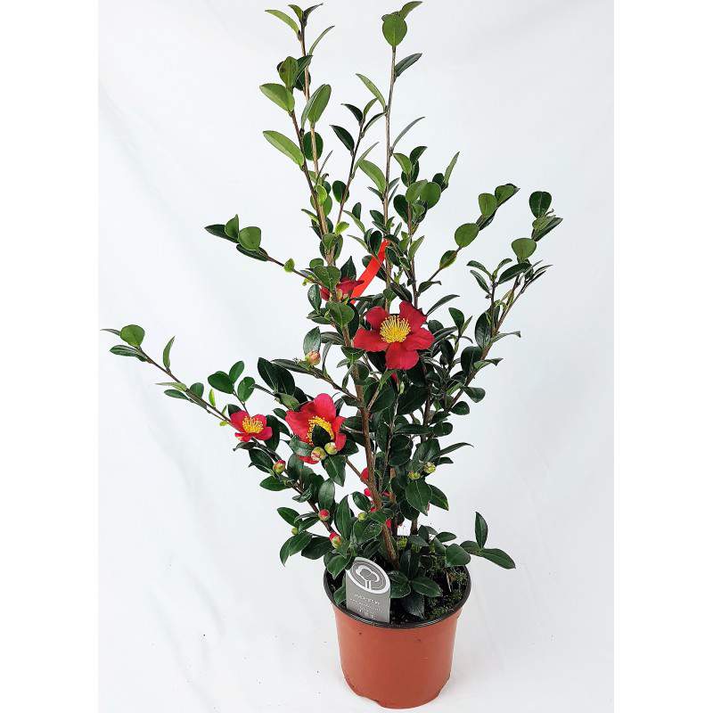 Camellia rossa Sasanqua - camelia rossa invernale sazankwa 17cm Camellia rossa Sasanqua - camelia rossa invernale sazankwa 17cm