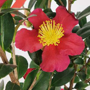 Camellia  rossa Sasanqua - camelia  rossa invernale sazankwa 17cm