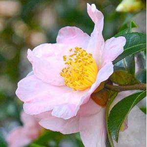 Camellia  rossa Sasanqua - camelia  rossa invernale sazankwa 17cm