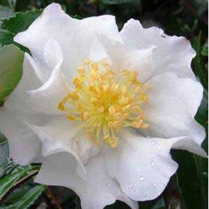 Camelia bianca Sasanqua