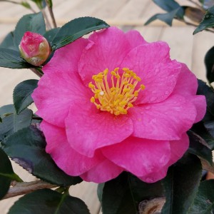 Rode camellia Sasanqua - winterrode camellia sazankwa 17cm