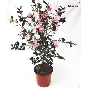Camellia Sasanqua - winter camellia sazankwa 17cm