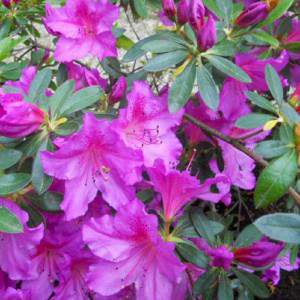 Azalea o rododendro - Rosa delle Alpi flor violeta