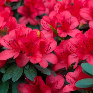 Azálea ou rododendro - flor vermelha Rosa delle Alpi