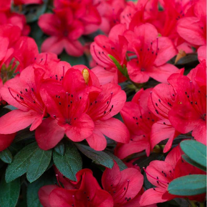Azalee oder Rhododendron - Rosa delle Alpi rote Blume