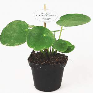 Pilea peperomioides o pianta delle monete cinese vaso 8cm