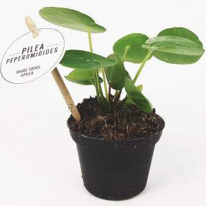 Pilea peperomioides oder chinesische Münzpflanze 8cm Topf