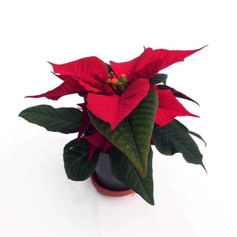 Christmas Star Plant Christmas Star Plant