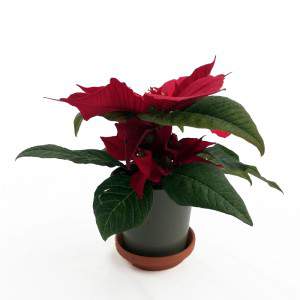 Kerstster plant in pot