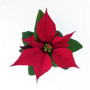 Christmas Star Plant