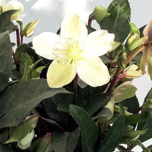 Hellebore Świąteczna Róża