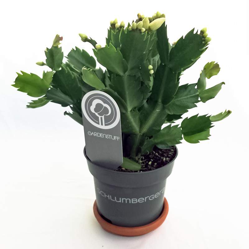 Szlumbergera Świąteczny wazon kaktusowy 13 biały Szlumbergera Świąteczny wazon kaktusowy 13 biały