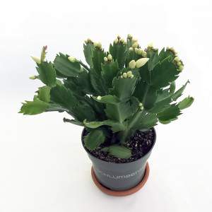 Schlumbergera Weihnachtskaktus Topf 13 Fuchsia