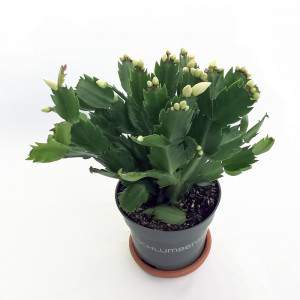 Schlumbergera Christmas cactus vase 13 blanco